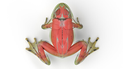3D rendered illustration of a frog's muscular system