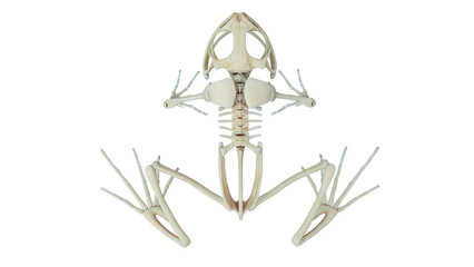 3D rendered illustration of a frog's skeleton