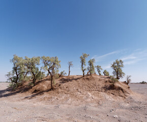 Small hill with Nebka Trees in Dasht-e Lut Desert in Iran
