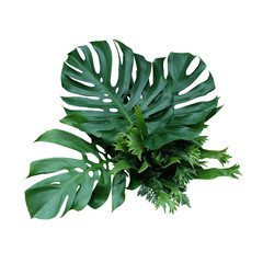 Tropical green leaves forest plant Monstera, fern, and climbing bird’s nest fern foliage plants floral bunch for wedding and ceremony decoration