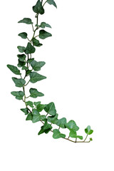 Green leaves ivy climbing vine plant, hanging branch of potted ivy indoor houseplant