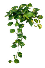 Heart shaped green variegated leave hanging vine plant bush of devil’s ivy or golden pothos (Epipremnum aureum) popular foliage tropical houseplant - obrazy, fototapety, plakaty