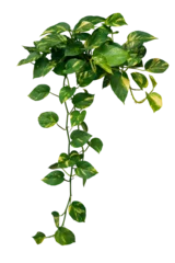 Foto op Canvas Heart shaped green variegated leave hanging vine plant bush of devil’s ivy or golden pothos (Epipremnum aureum) popular foliage tropical houseplant © Chansom Pantip