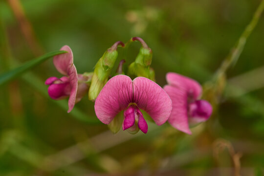 Wilde Platterbse (Lathyrus sylvestris), auch Wald-Platterbse genannt