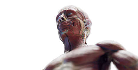 3d rendered medical illustration of a man's torso muscles