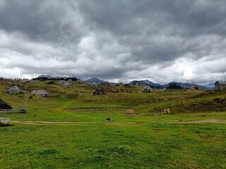 Fototapeta na wymiar Trip to Big Pasture Plateau in Slovenia, nice view, hills, cows, dog, green meadows