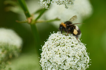 Dunkle Erdhummel (Bombus terrestris)