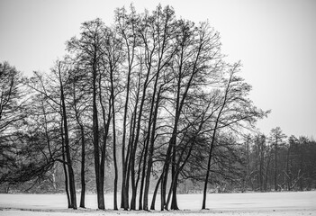 winter landscape in the park