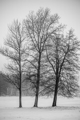 Fototapeta na wymiar winter landscape in the park