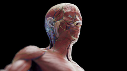 3d rendered medical illustration of a man's head and neck muscles