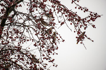 bird looking for food in winter