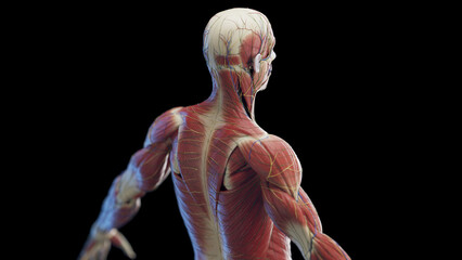 3d rendered medical illustration of a man's back muscles