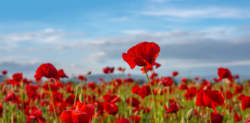 Poppy field, Remembrance day, Memorial Anzac day banner. Remember for Anzac, Historic war memory.