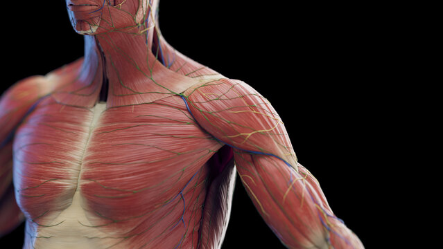 3d rendered medical illustration of a man's chest and arm muscles