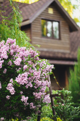 Fototapeta na wymiar Cottage english garden in spring. Blooming syringa meyeri Palibin with rustic wooden house on background. Country living.