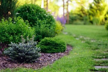 Dwarf conifers collection in garden. Picea abies "Little Gem" and abies coreana "Icebreaker" planted together with pine bark pieces mulch