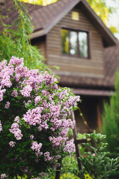 Cottage english garden in spring. Blooming syringa meyeri Palibin with rustic wooden house on background. Country living.