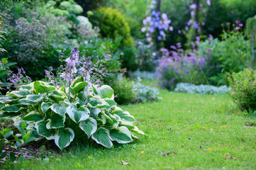 Natural cottage summer garden view in june or july. Hosta, clematis, nepeta (catmint) in full bloom. Curvy pathway. - obrazy, fototapety, plakaty