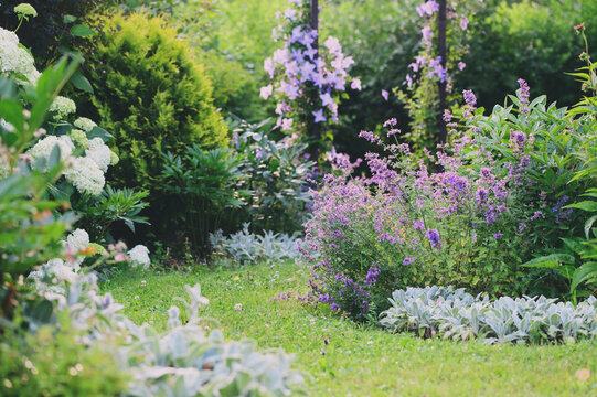 White and blue natural english cottage garden view with curvy pathway. Wooden archway with clematis, nepeta (catnip, catmint), stachys byzantina (lamb ears) and hydrangeas blooming in summer