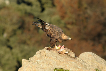 aguila real con presa en la montaña