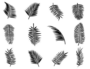 Fototapeta na wymiar leaf of palm tree black and white illustration
