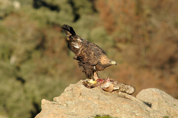 aguila real con presa en la montaña