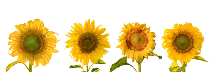 Set of Sunflowers with leaves isolated on transparent background PNG file