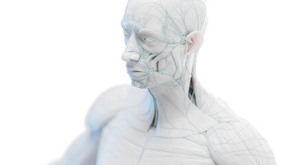 3d rendered medical illustration of a man's head and torso muscles