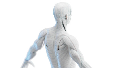 3d rendered medical illustration of a man's back muscles