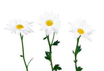 Beautiful white Daisy, Marguerite, chamomile isolated on white background with including clipping path. Full Depth of field, Full, Depth of field, Focus, stacking, dof. PNG