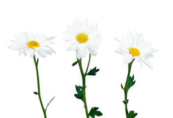 Beautiful white Daisy, Marguerite, chamomile isolated on white background with including clipping path. Full Depth of field, Full, Depth of field, Focus, stacking, dof. PNG