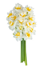 Beautiful white and yellow flower bouquet isolated on white background, clipping path. Full Depth of field. Focus stacking. PNG