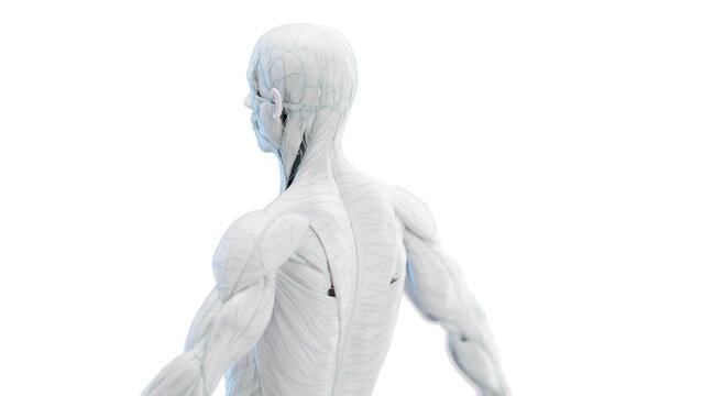 3d rendered medical illustration of a man's back muscles