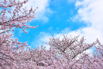 春の花　満開の桜の木々