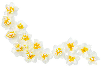 Frame of Beautiful white and yellow flower bouquet isolated on white background, clipping path. Full Depth of field. Focus stacking. PNG