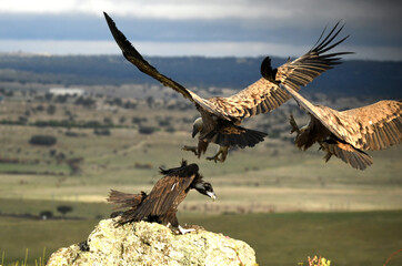 buitres en el campo con carroña