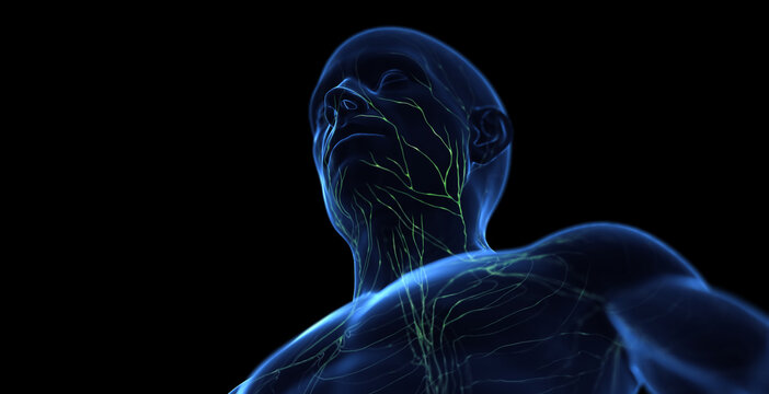 3d medical illustration of a man's lymphatic system