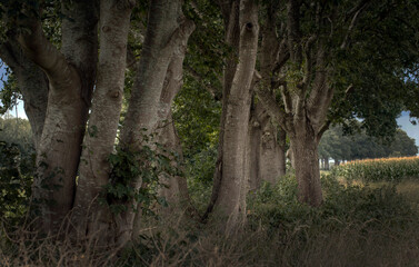 Row of trees near Steenwijk. De Kamp. Netherlands. 