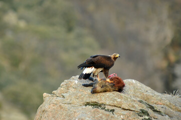 aguila real con presa en la montaña