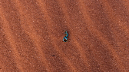 Single curly green leaf plant growing in the remote wilderness of Wadi Rum desert with red sand and...