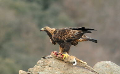 aguila real con presa en la montaña