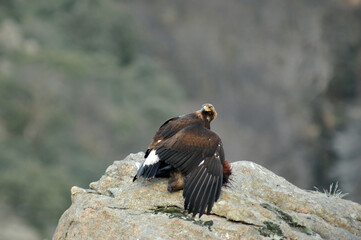 aguila real con presa en la montaña