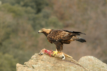 aguila real con presa en la montaña