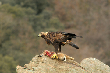 aguila real con presa en la montaña