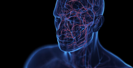 3d medical illustration of a man's head veins