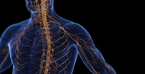3d medical illustration of a man's nervous system