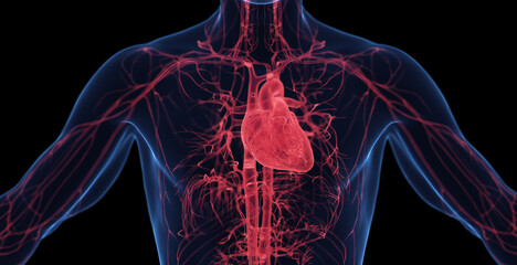 3d medical illustration of a man's cardiovascular system - 567277934