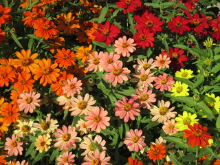 秋の花壇に美しく咲く、色とりどりのジニアの花