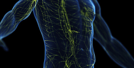 3d medical illustration of a man's lymphatic system