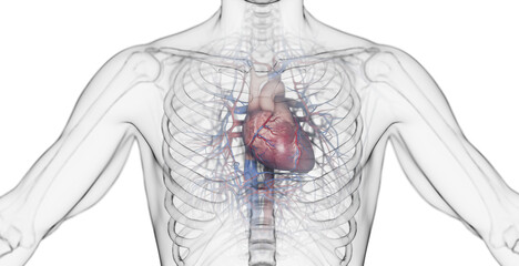 3d rendered medical illustration of a man's heart